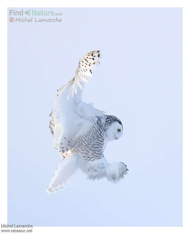 Snowy Owladult, Flight