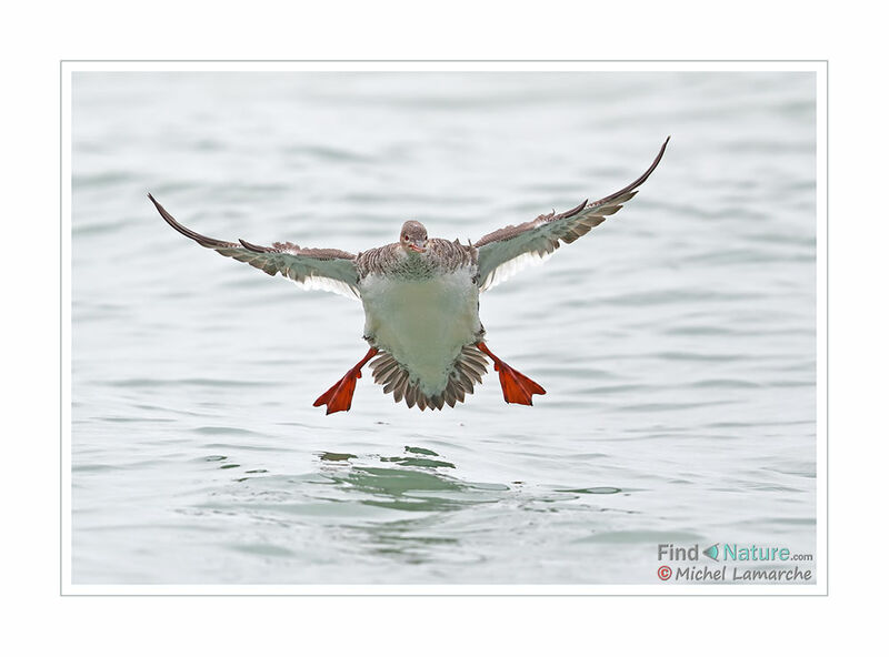 Red-breasted Merganser female adult, Flight
