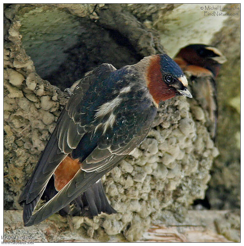 American Cliff Swallow, pigmentation, Reproduction-nesting