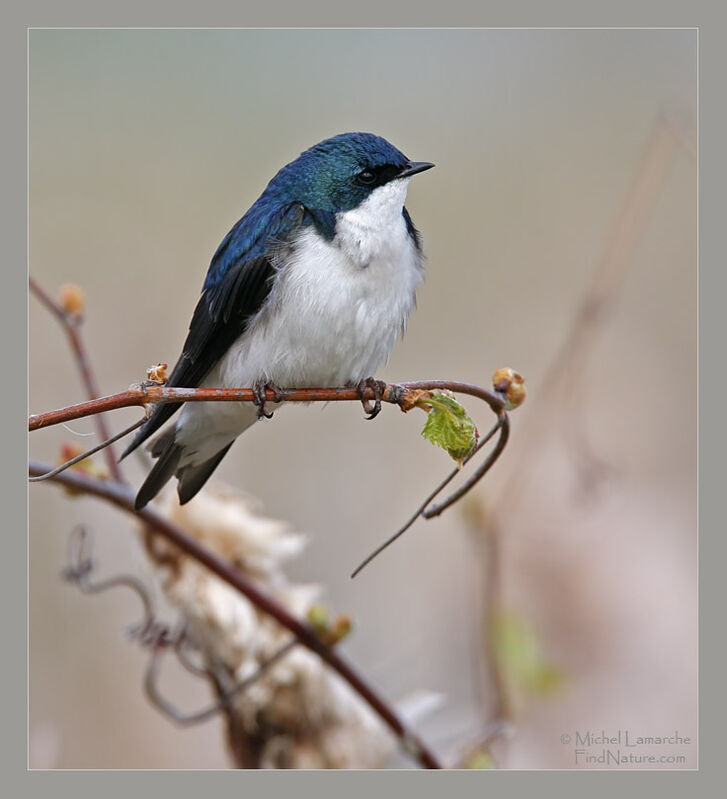 Tree Swallow male