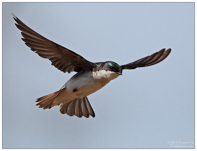 Tree Swallow male adult
