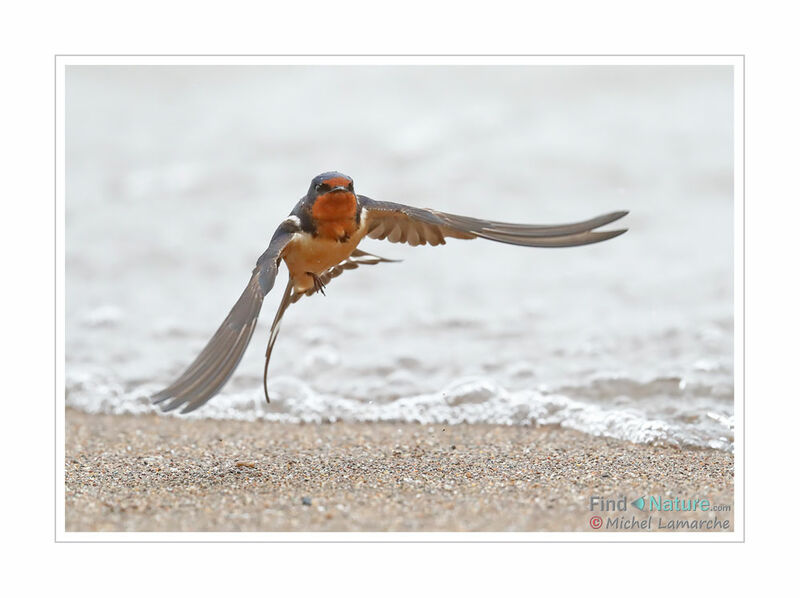 Barn Swallow female adult, Flight
