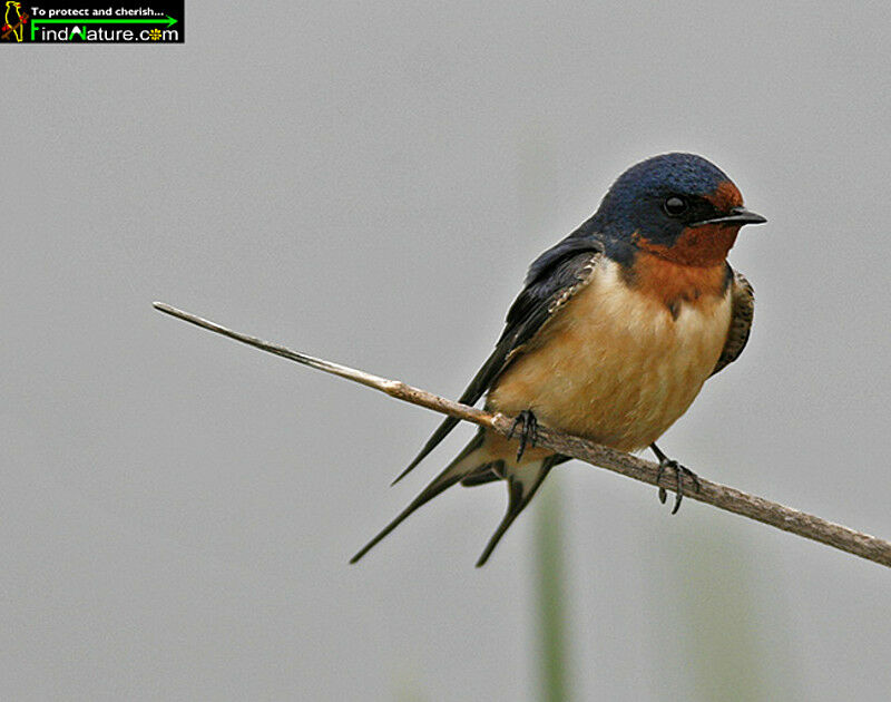 Barn Swallow male adult