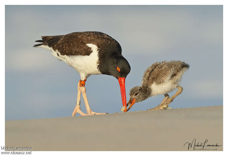American Oystercatcher, eats, Reproduction-nesting