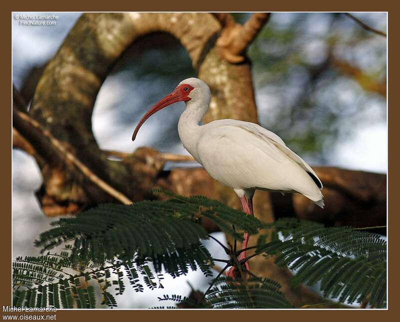 Ibis blancadulte, identification
