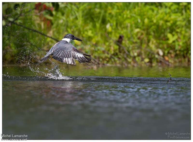Belted Kingfisher, fishing/hunting