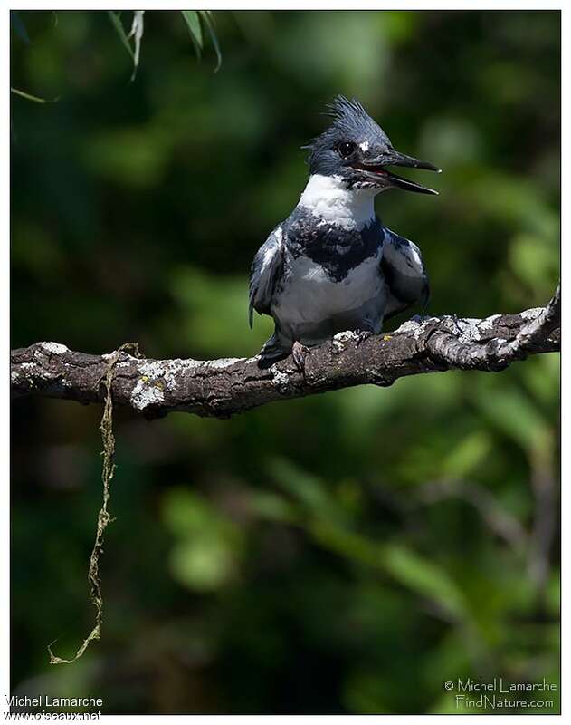 Belted Kingfisher male adult, close-up portrait