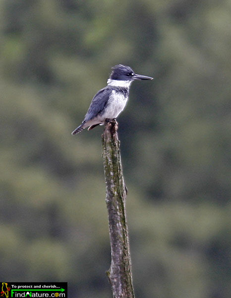 Belted Kingfisher male adult