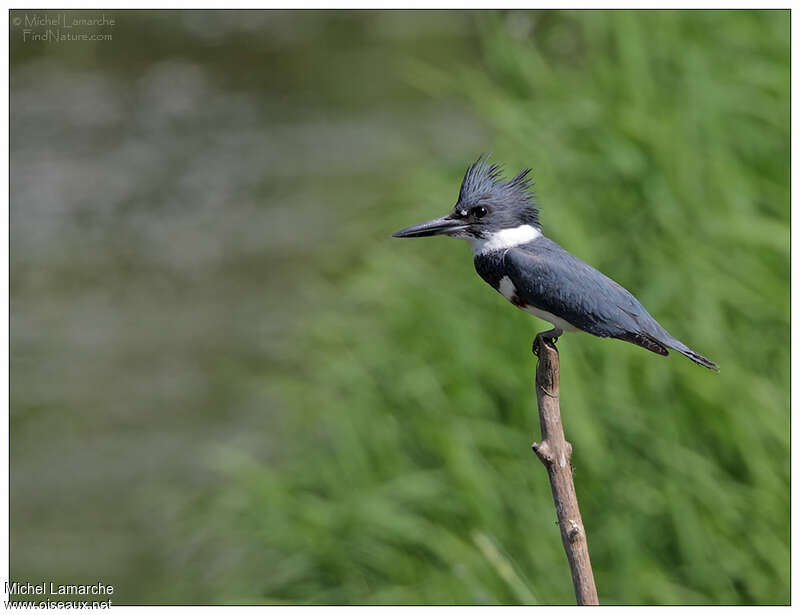 Belted Kingfisher female adult, identification