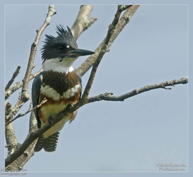 Belted Kingfisher female, close-up portrait