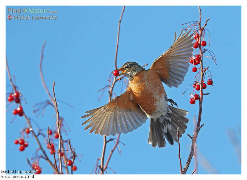 American Robin, Flight, feeding habits