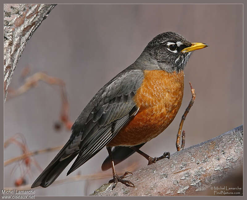 American Robin male adult breeding, identification