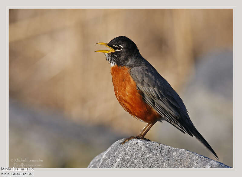 American Robin male adult, song