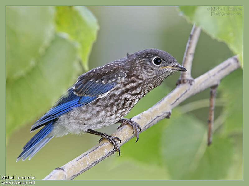 Eastern Bluebirdjuvenile, identification