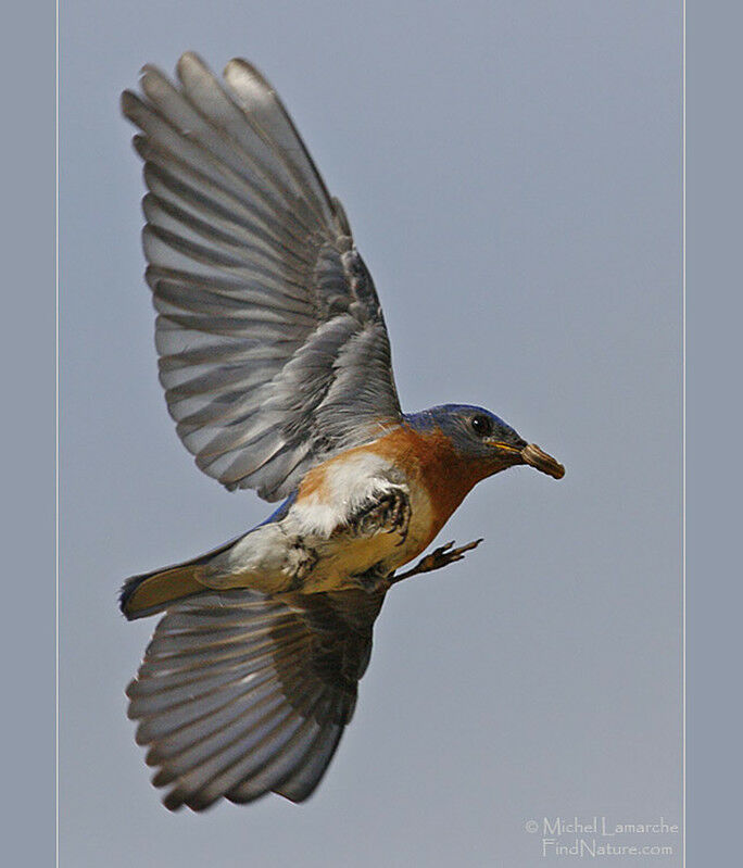 Eastern Bluebird male adult