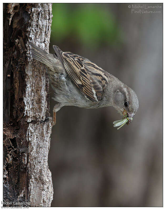 House Sparrow female adult, feeding habits