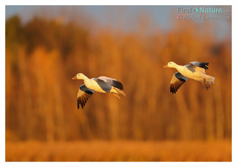Snow Goose, Flight