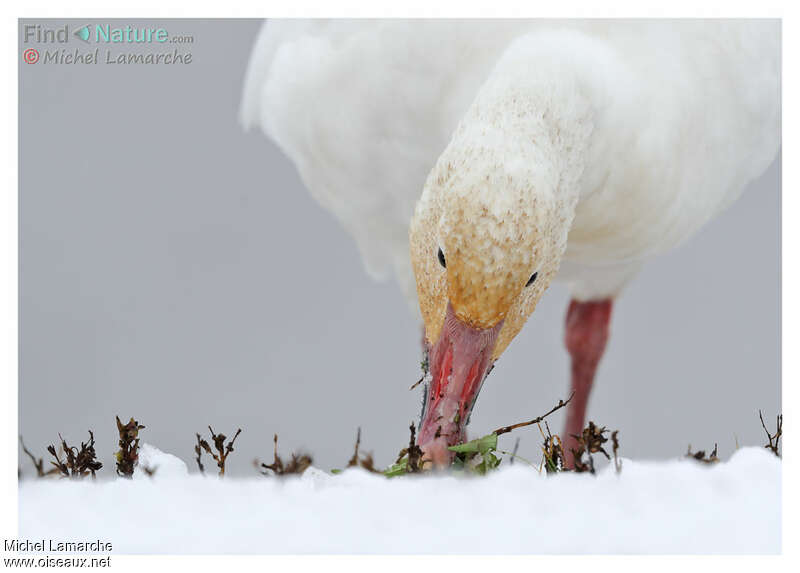 Snow Gooseadult post breeding, feeding habits, eats