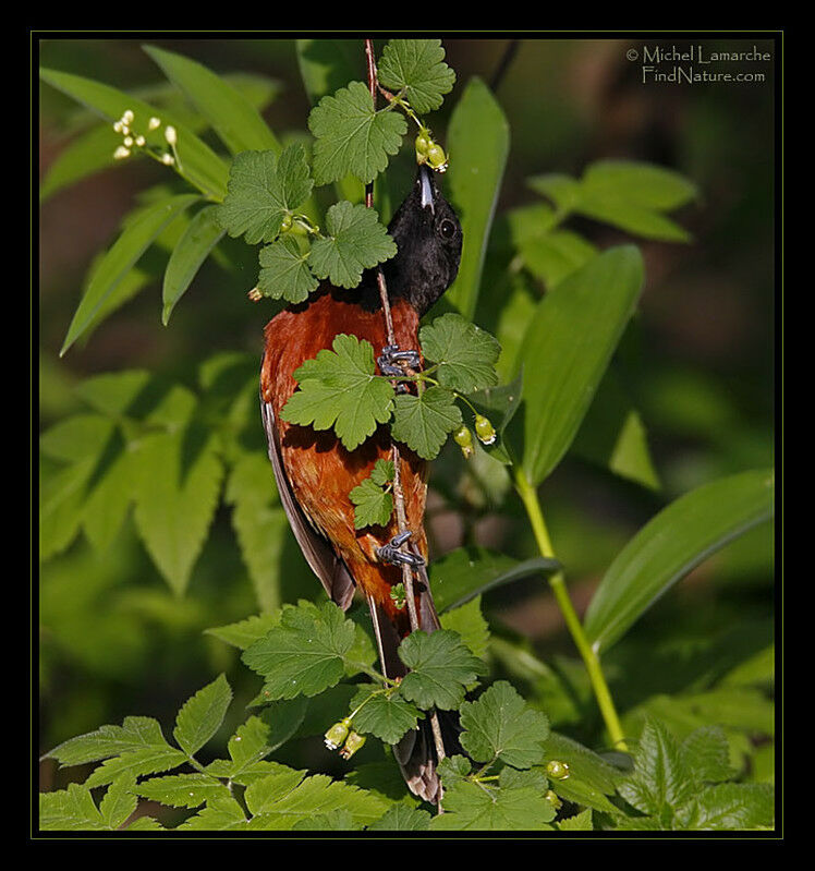 Orchard Oriole male adult