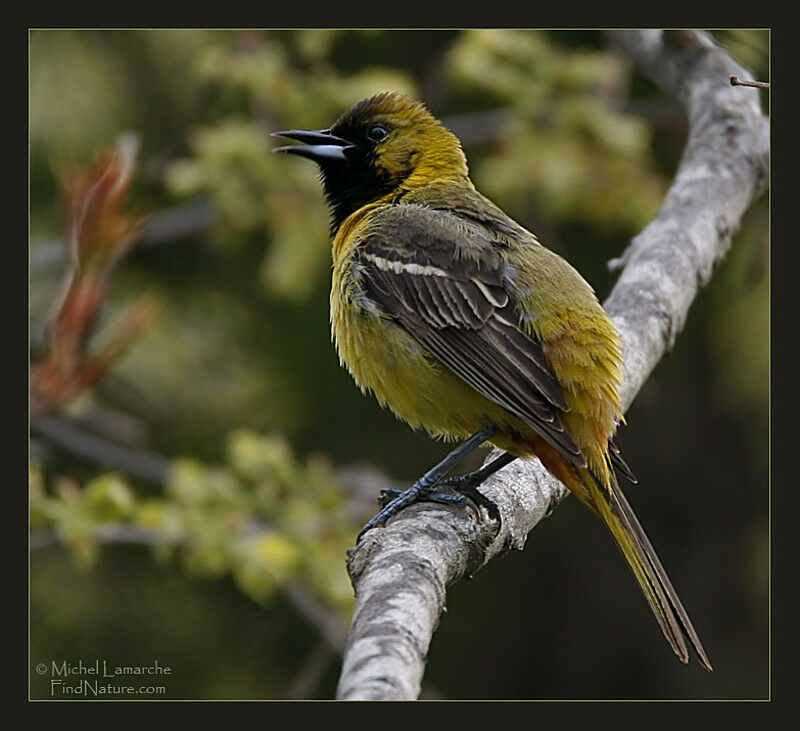 Orchard Oriole female adult