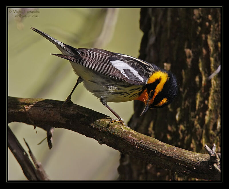 Blackburnian Warbler male adult breeding