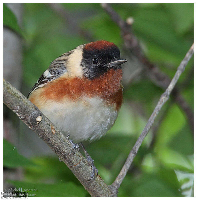 Bay-breasted Warbler male adult breeding, close-up portrait