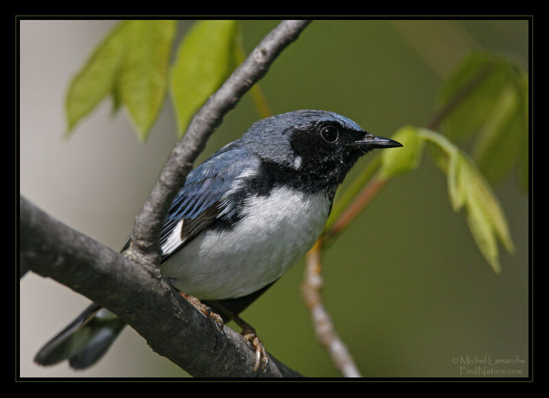 Black-throated Blue Warbler male adult breeding, identification