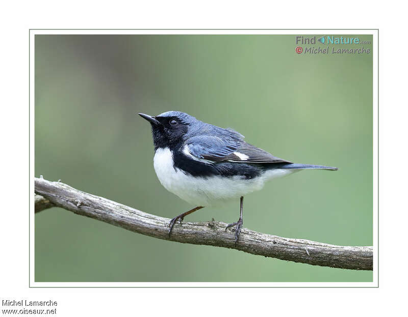 Black-throated Blue Warbler male adult, identification