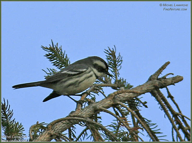 Black-throated Grey Warbler female adult, identification