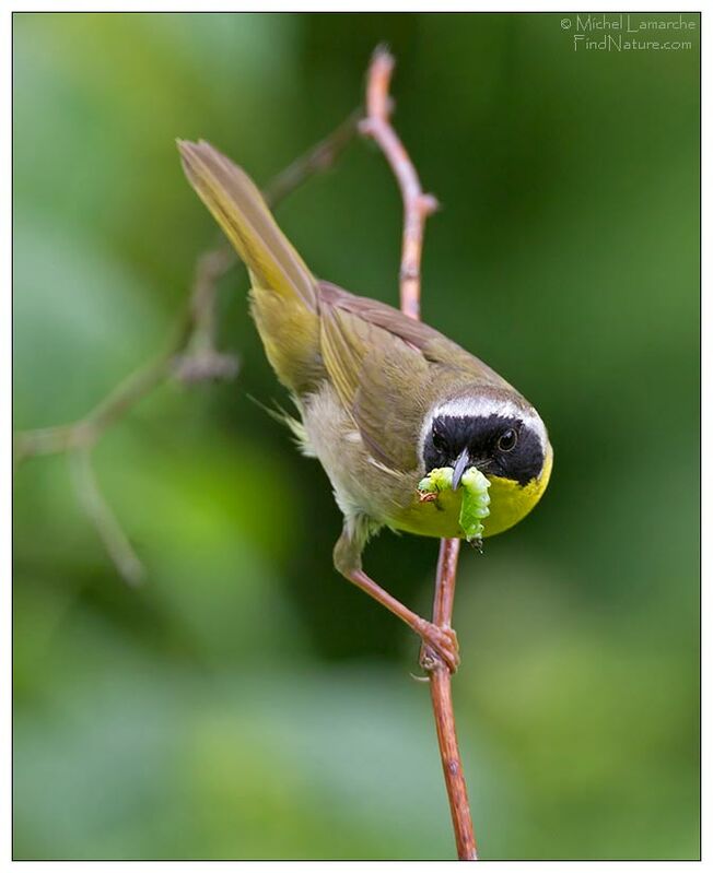 Common Yellowthroat male adult breeding, feeding habits