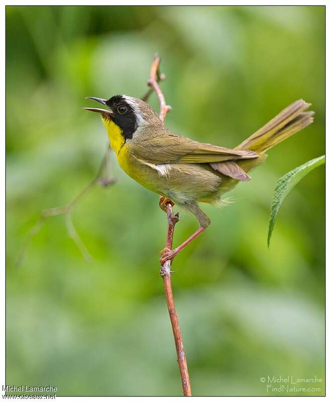 Common Yellowthroat male adult breeding, song