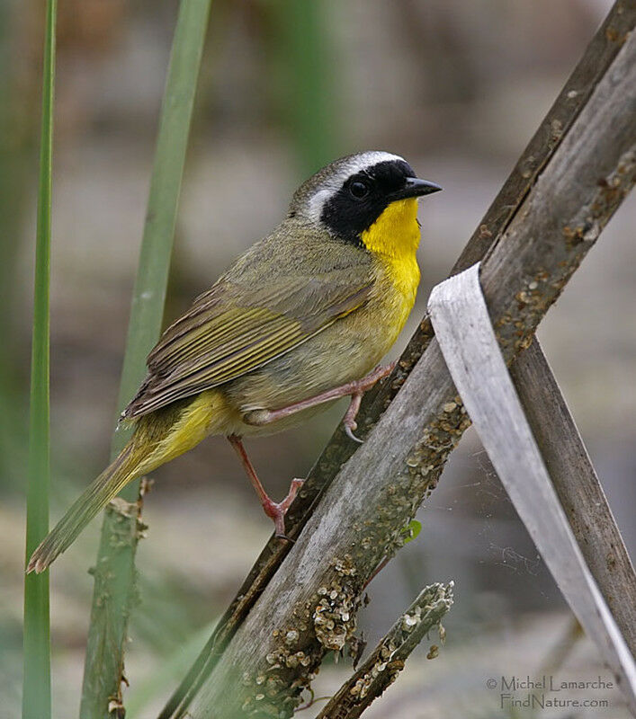 Common Yellowthroat male