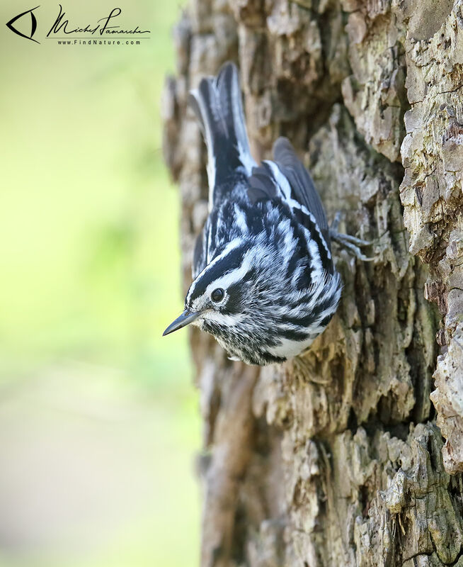 Black-and-white Warbler male adult breeding