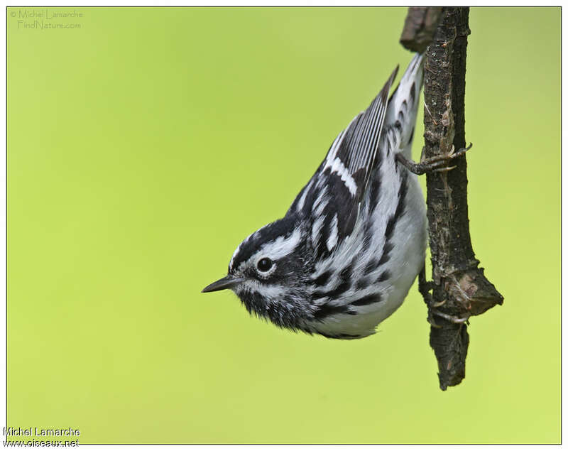 Black-and-white Warbler male adult, identification