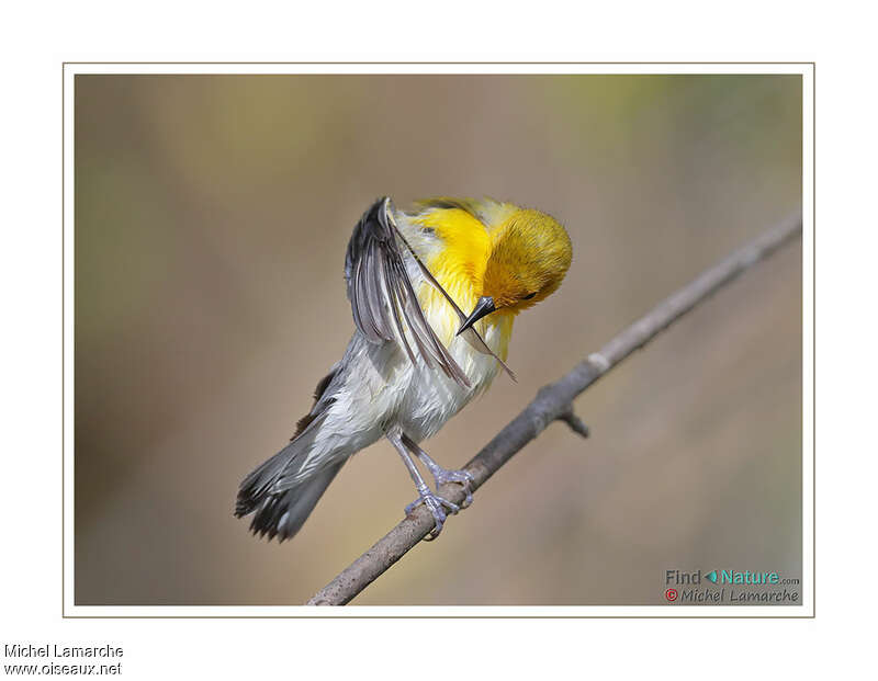 Prothonotary Warbler, care