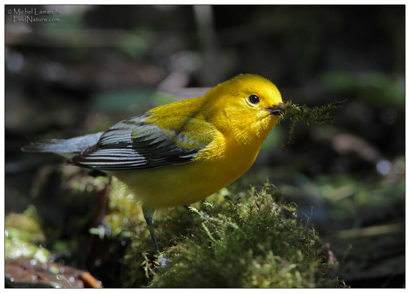 Prothonotary Warbler male adult