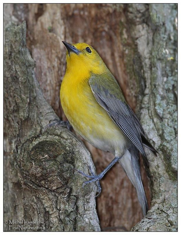 Prothonotary Warbler female adult