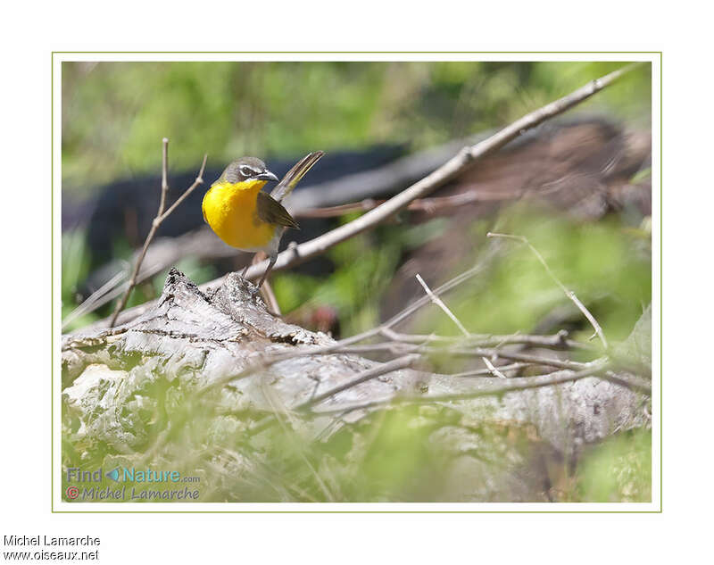 Yellow-breasted Chatadult, Behaviour