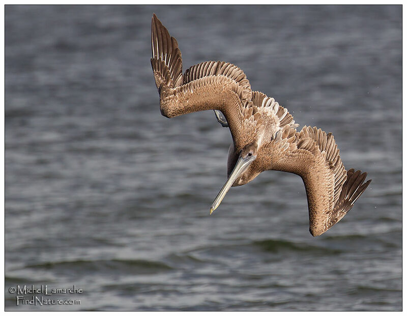 Brown Pelicanjuvenile, Flight