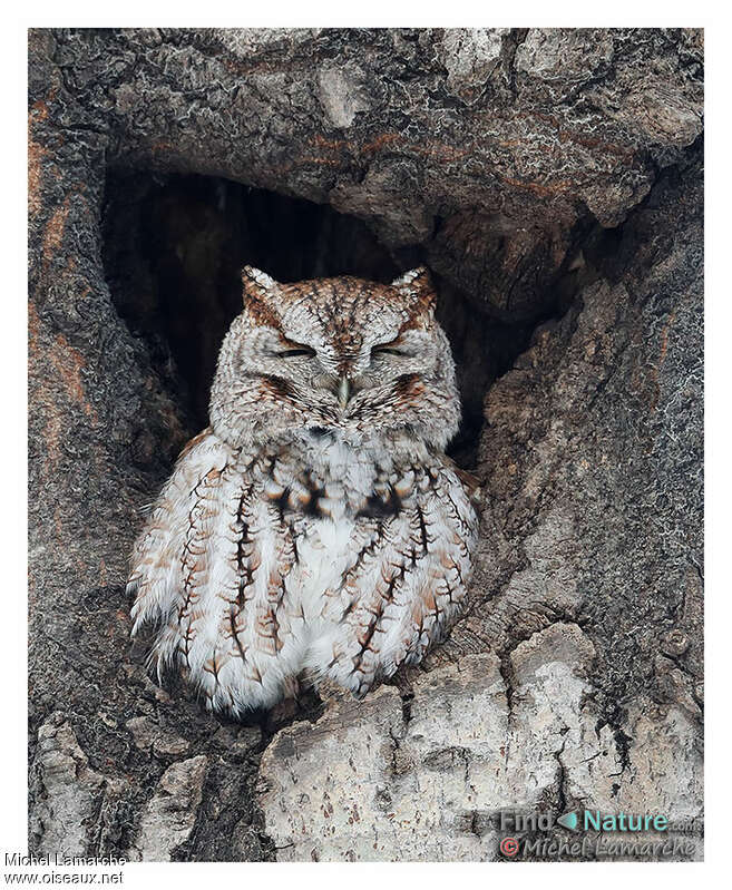 Eastern Screech Owl, identification