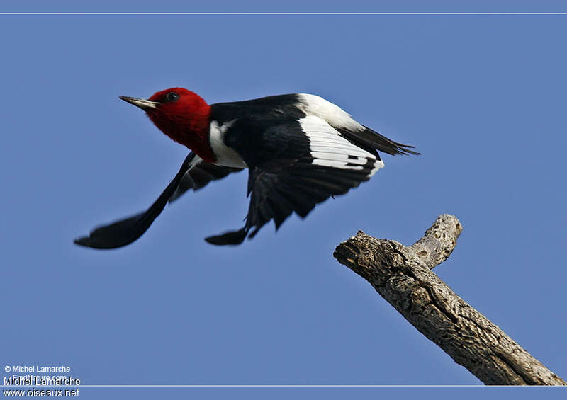 Red-headed Woodpeckeradult, Flight