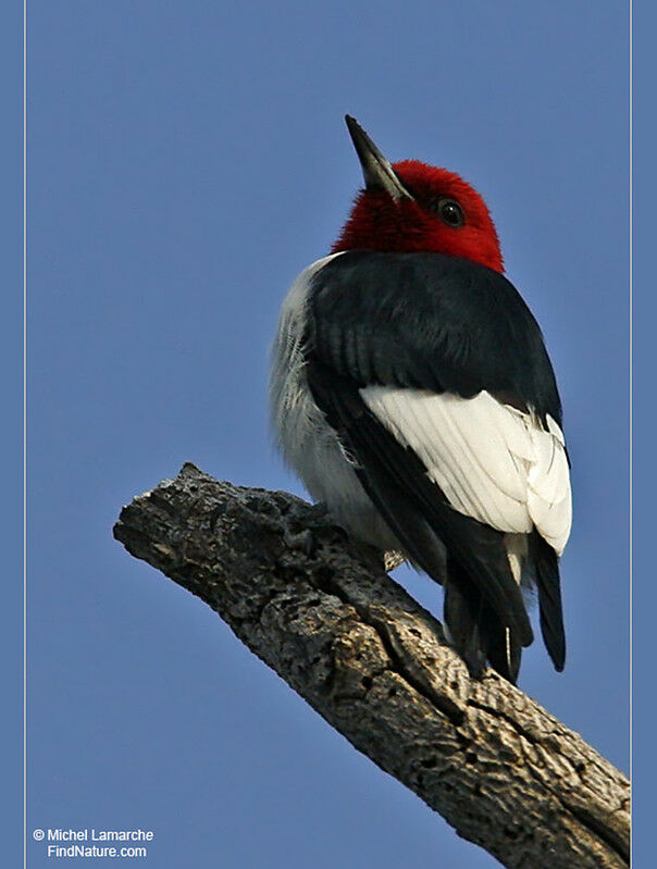Red-headed Woodpeckeradult