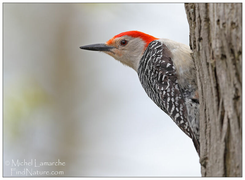 Red-bellied Woodpecker male