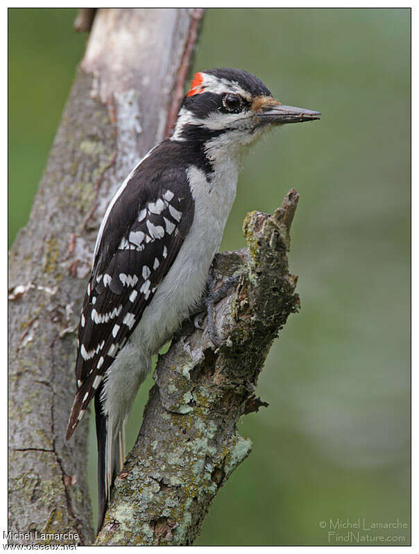 Hairy Woodpecker male adult, identification