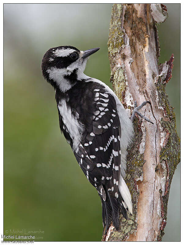 Hairy Woodpecker female adult, identification