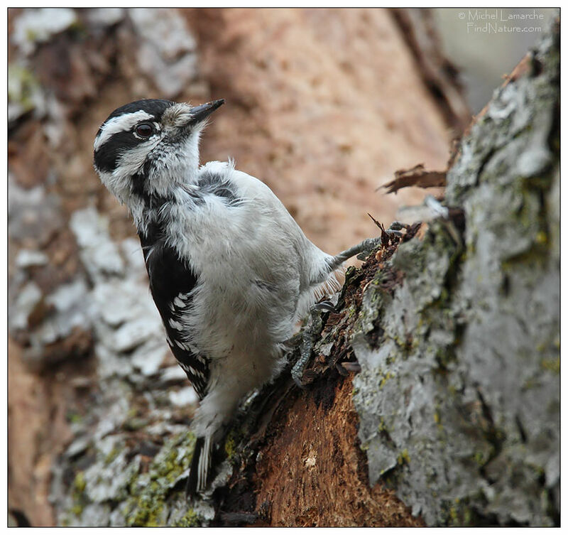 Downy Woodpecker female adult