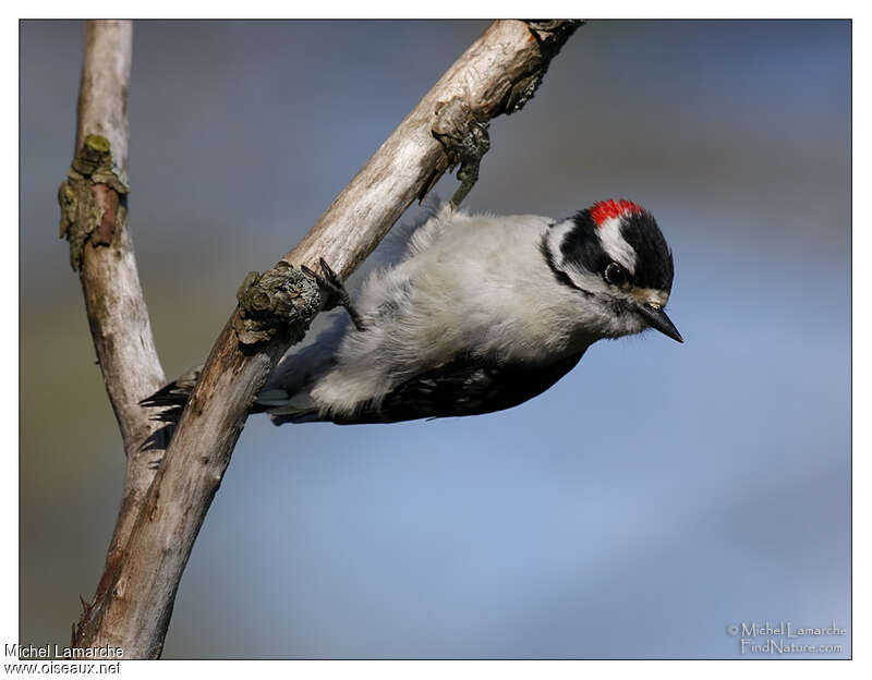 Downy Woodpecker male adult, Behaviour