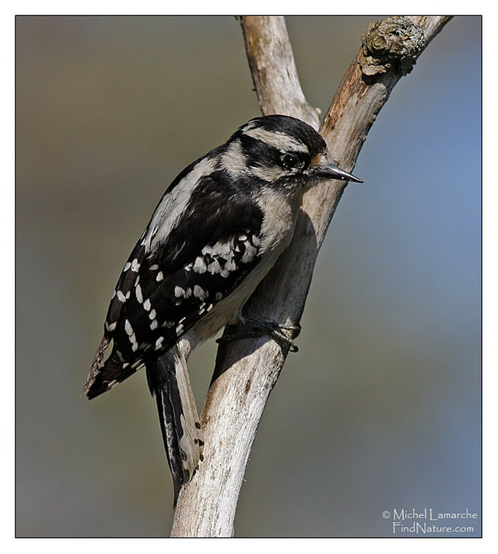 Downy Woodpecker female adult