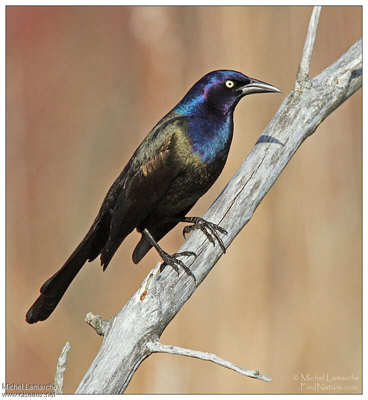 Common Grackle male adult, identification