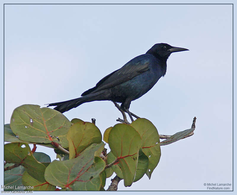 Boat-tailed Grackle, identification